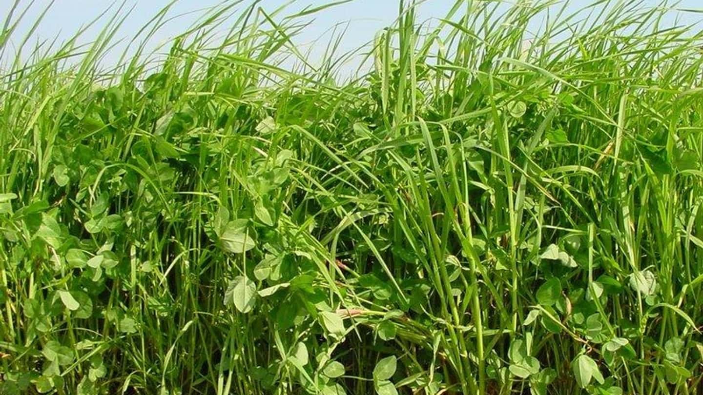 Miscele e irrigazione di precisione per prati resistenti alla siccità