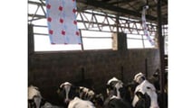 Guida pratica alla scelta, al posizionamento e alla gestione operativa delle trappole biologiche per mosche nelle stalle bovine