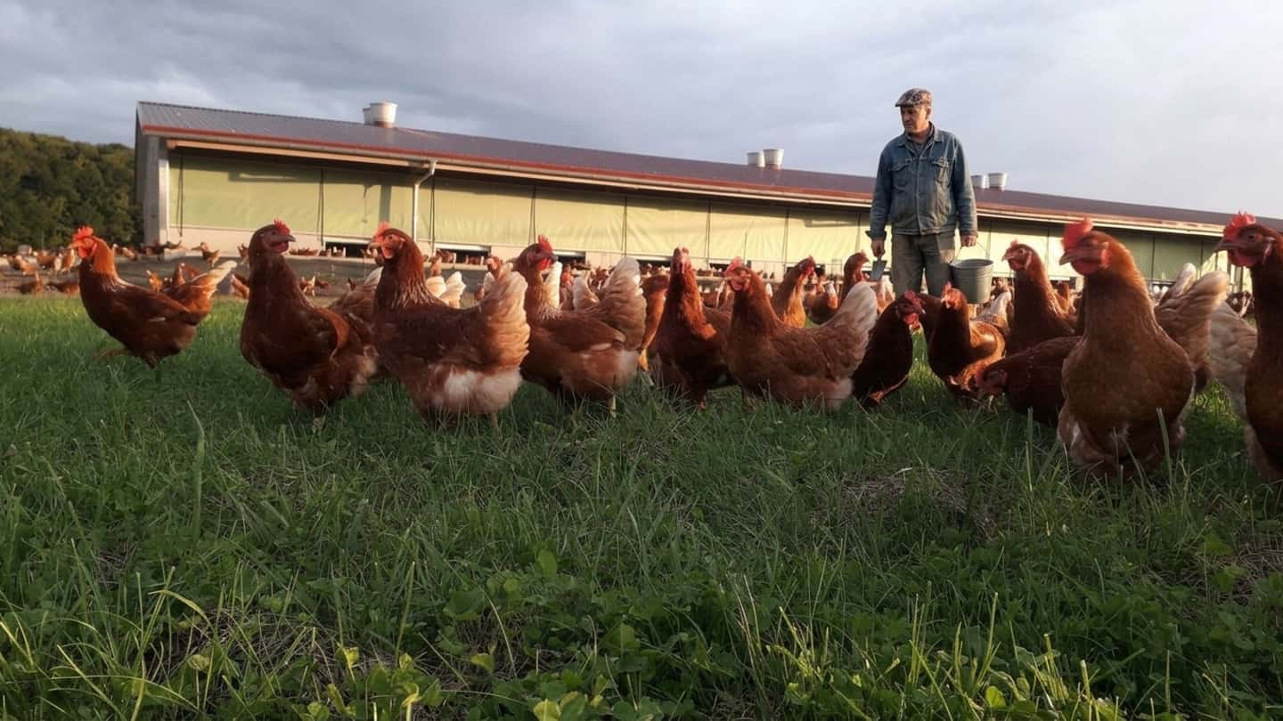 Hevo Group compra il bio-aviario tedesco Bio-Geflügelhof Müritz