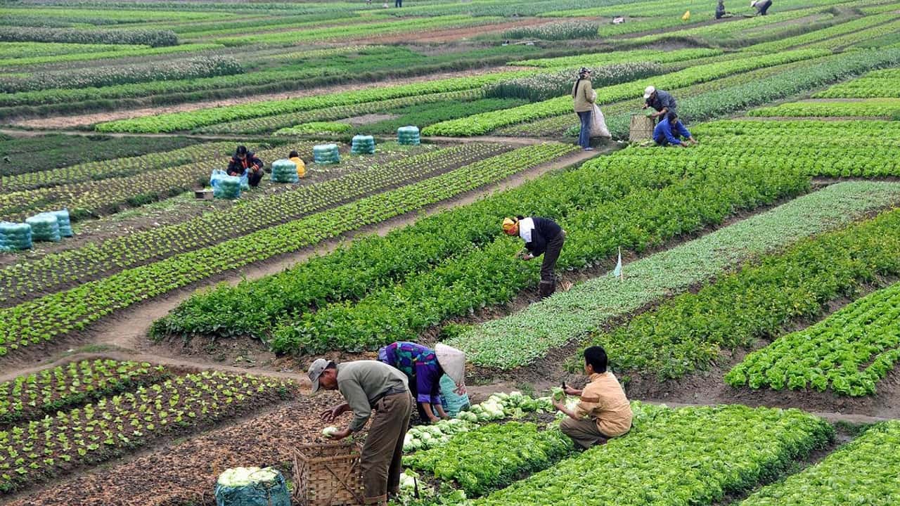 egitto-hub-agricolo-opportunita-per-le-imprese-italiane