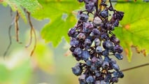 Danni da calamità in agricoltura: come provarli e quantificarli
