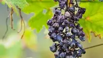 Danni da calamità in agricoltura: come provarli e quantificarli