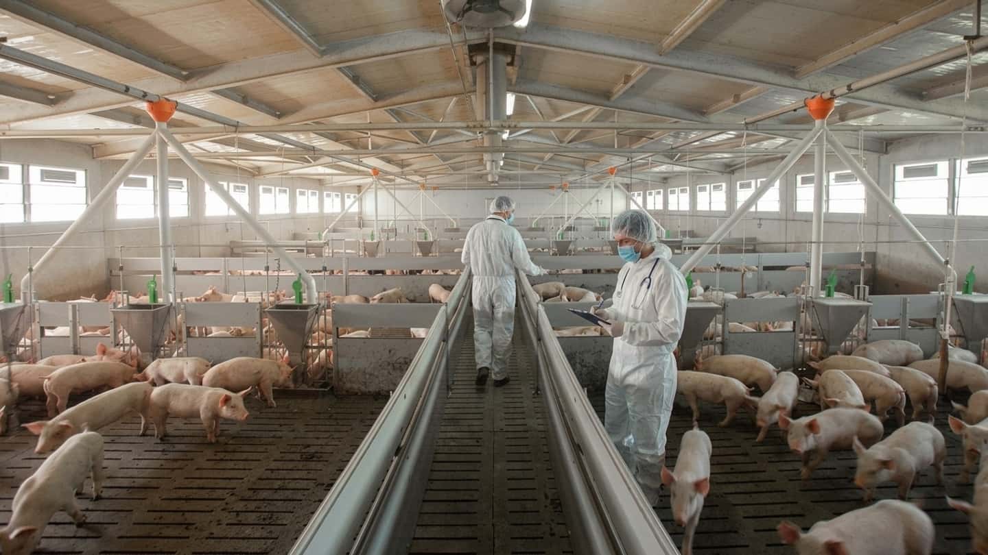 Peste suina nel Lodigiano, dati e impatto sugli allevamenti