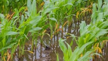 Aggiornare il calendario irriguo del mais al nuovo regime di eventi estremi per adeguare turni, priorità e decisioni aziendali alle condizioni meteo locali
