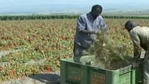 oucher lavoro agricolo 2026: regole, limiti e uso in azienda