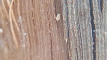Aggiornamenti normativi, sostanze attive e strategie integrate per la difesa della vite dalle cocciniglie nel 2026,