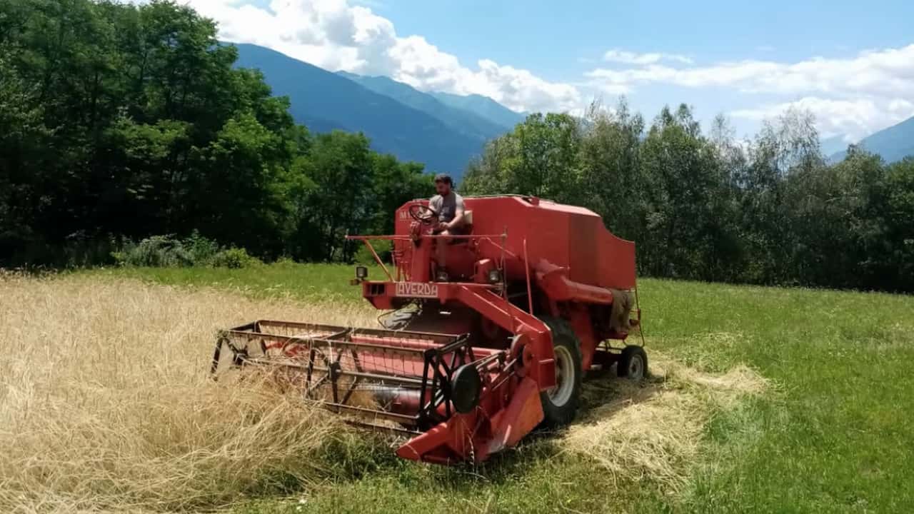 Segale ibrida in azienda da latte: rese, fibra e gestione