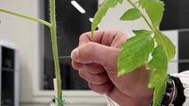 PlantZCare: sensori indossabili per monitorare le colture