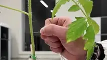 PlantZCare: sensori indossabili per monitorare le colture