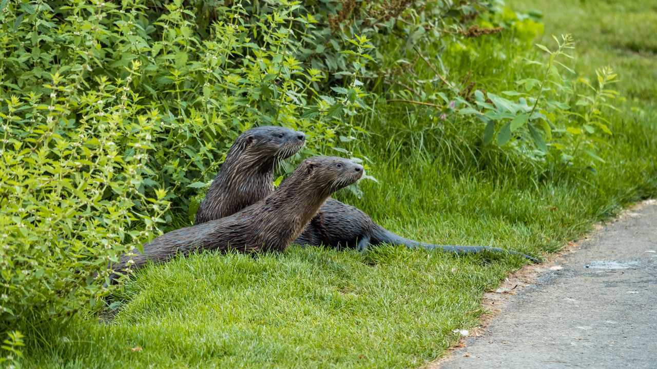 River otter family resting on green grass on the road side
