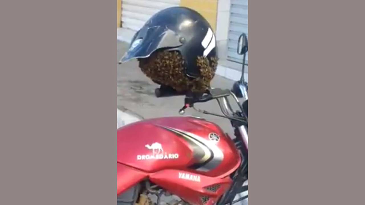 Swarm of Angry Bees Takes Up Residence in Biker's Helmet