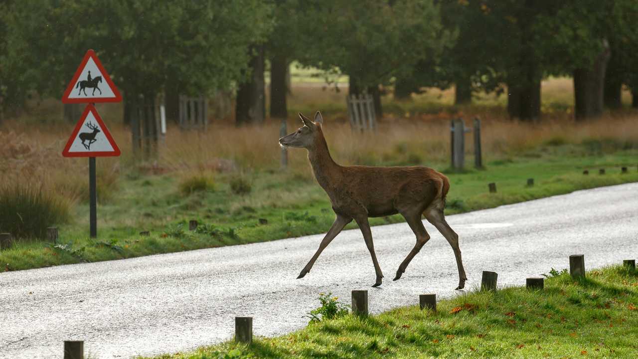 Caution deer crossing the road