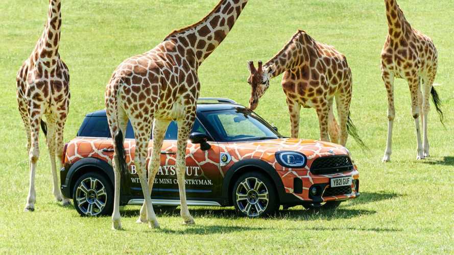 Mini Countryman PHEVs Move Silently Around English Safari Park