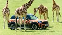 Mini Countryman PHEV Longleat Safari Park