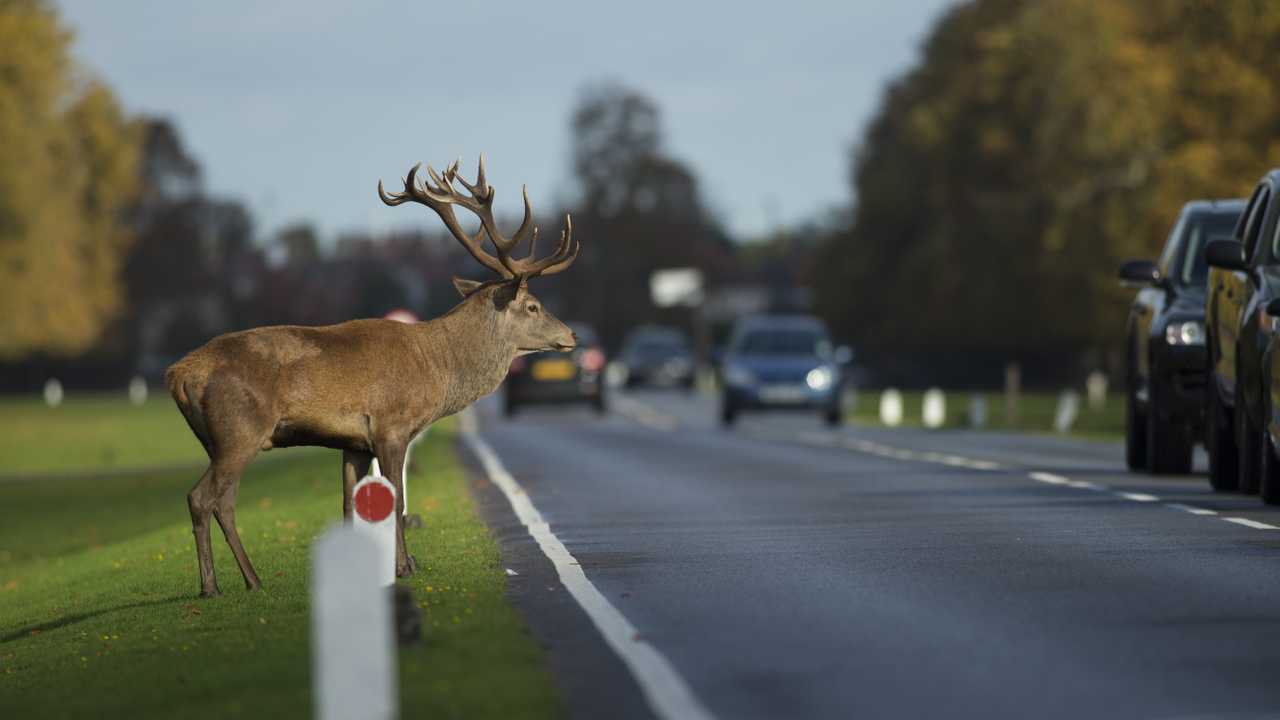 Deer crossing busy road
