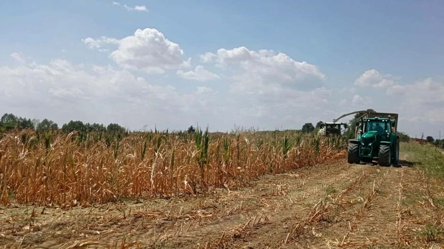Coldiretti, siccità e maltempo con raccolti in calo fino all’80%