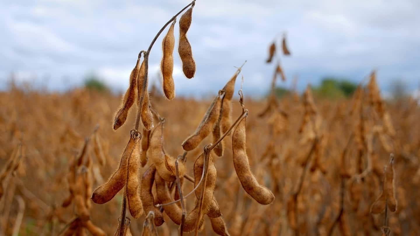 Mais, frumento e soia in Italia: il bilancio 2006–2025