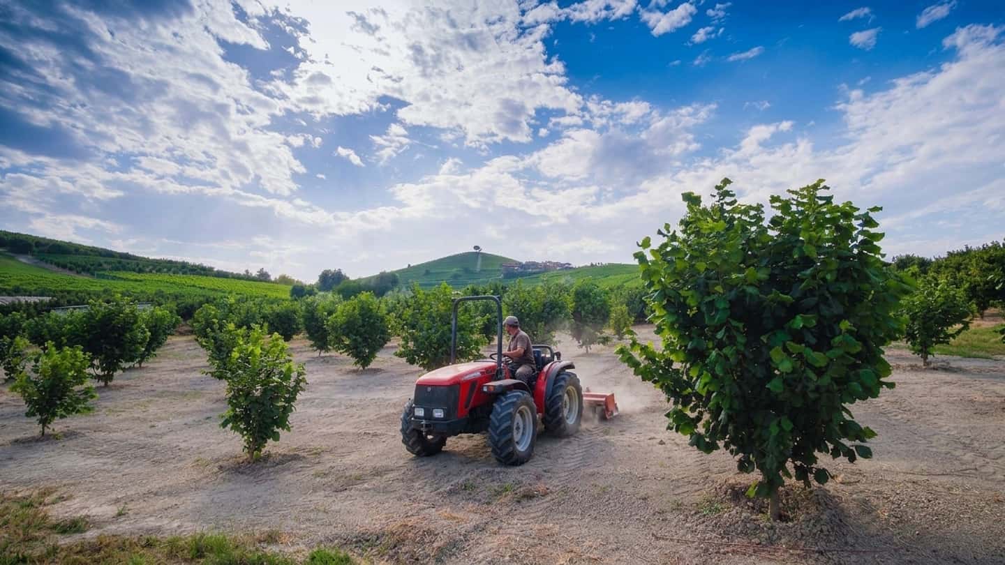 Noccioleti piemontesi, l’allarme sui vecchi impianti
