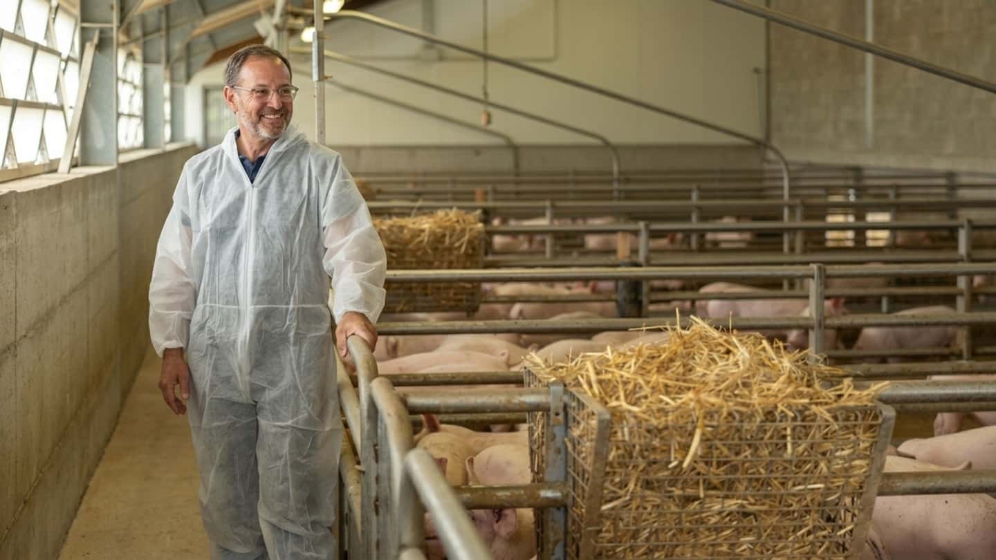 Suini a Brescia, proposta super Dop e impatto sulla filiera