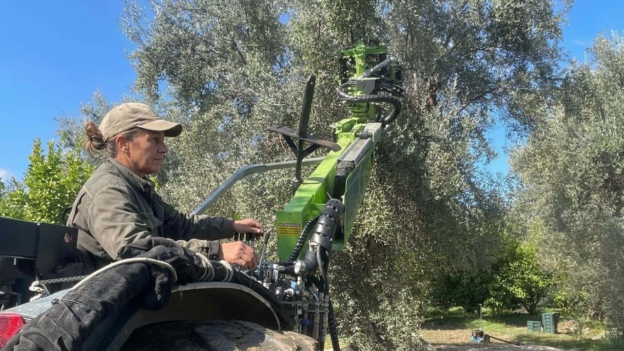 allarme-xylella-in-calabria-abbattimenti-e-crisi-dellolio