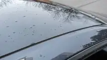 2026 Tesla Model Y Standard