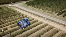 Produzione di mandorle in Sicilia: crollo del 70% a causa della siccità