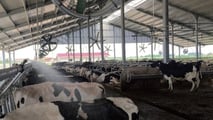 Stress da caldo ruminanti 2026: strategie nutrizionali e di stalla efficaci