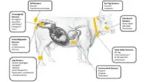 Bolus ruminali e sensori interni per l’estro bovino: applicazioni 2026