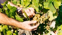 Protocollo operativo per gestire le lesioni da grandine su vite e fruttiferi già dopo 24-72 ore con valutazione del danno