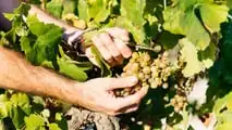 Protocollo operativo per gestire le lesioni da grandine su vite e fruttiferi già dopo 24-72 ore con valutazione del danno