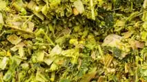 Quali ibridi di mais a taglia bassa hanno più senso per zootecnia e biogas