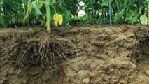 Ibridi di mais a taglia bassa e gestione irrigua, dall’architettura radicale alla programmazione di turni e volumi con fertirrigazione e sensori di campo