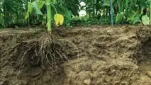 Ibridi di mais a taglia bassa e gestione irrigua, dall’architettura radicale alla programmazione di turni e volumi con fertirrigazione e sensori di campo
