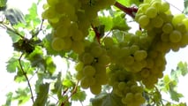 Ortofrutta: 19 miliardi e Italia seconda in Ue