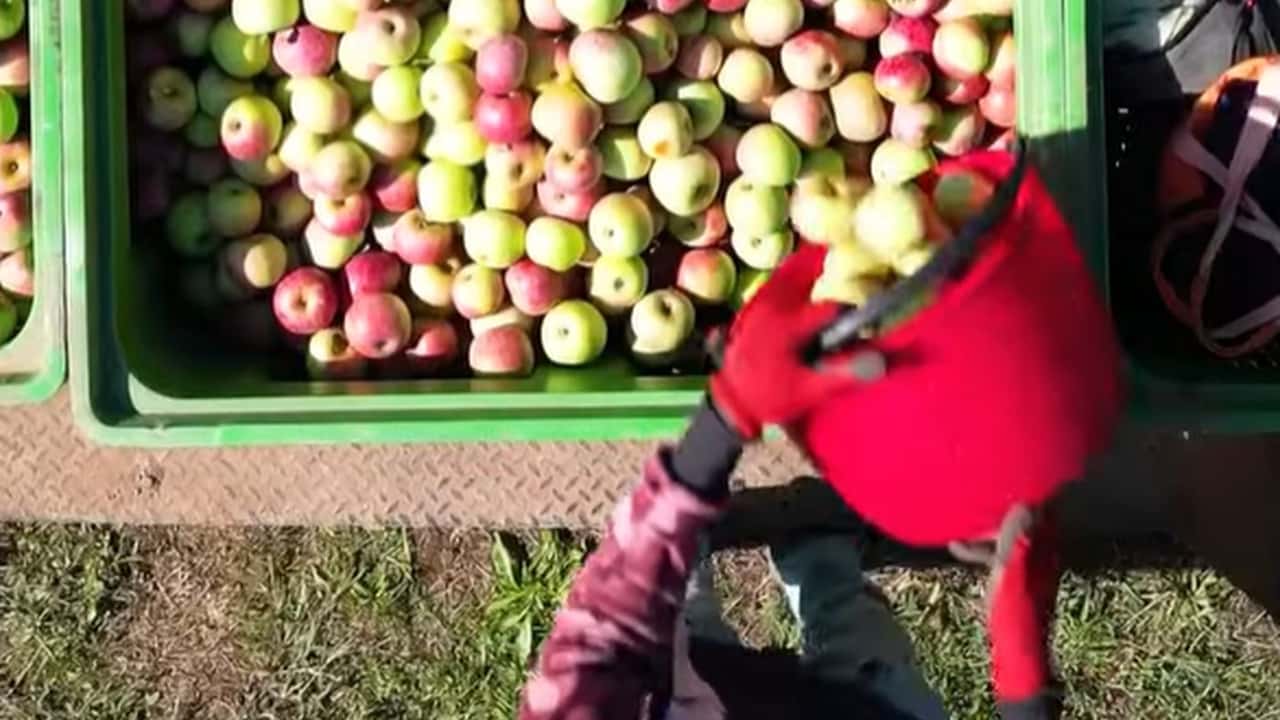 Mele italiane in Medio Oriente: la guerra pesa sull'export
