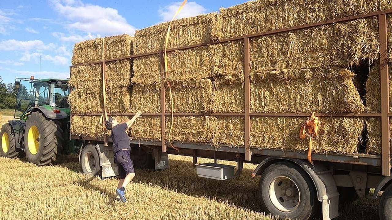 Quanta paglia di orzo pressare e vendere ad agosto senza perdere fertilità