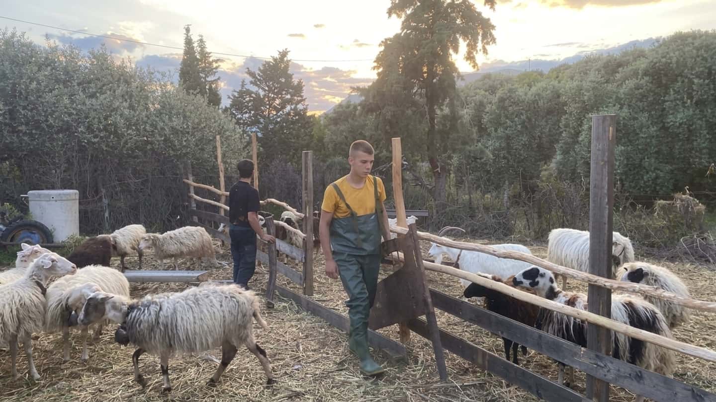 Premio da 40 mila euro ai giovani agricoltori in Sardegna