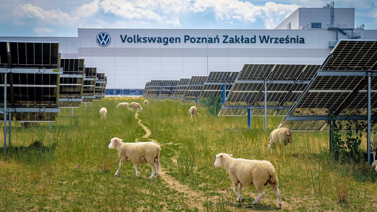 VW Factory Sheep
