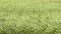 Criteri tecnici per confrontare gli ibridi di segale in funzione di foraggio, biogas o granella e della meccanizzazione disponibile in azienda