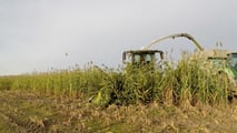 Come ribilanciare frumento, sorgo e mais nei piani foraggeri