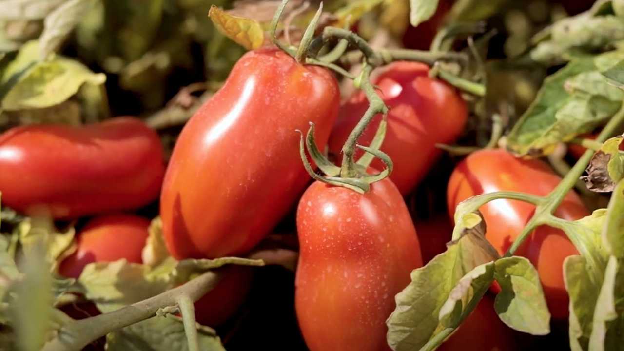 Pomodoro da industria Fantix di Syngenta