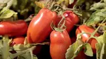 Pomodoro da industria Fantix di Syngenta