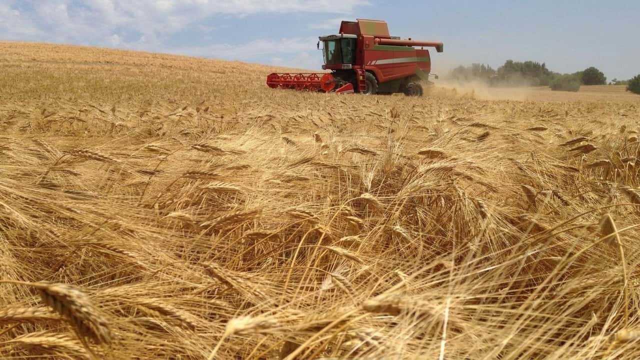 prezzi-grano-duro-schizzano-vendere-ora-o-perdere-migliaia