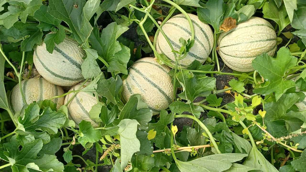 Syngenta Vegetable Seeds: SERAFIN melone precoce