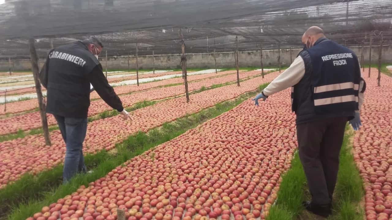 DDL contraffazione alimentare: introdotti tre nuovi reati per difendere il Made in Italy