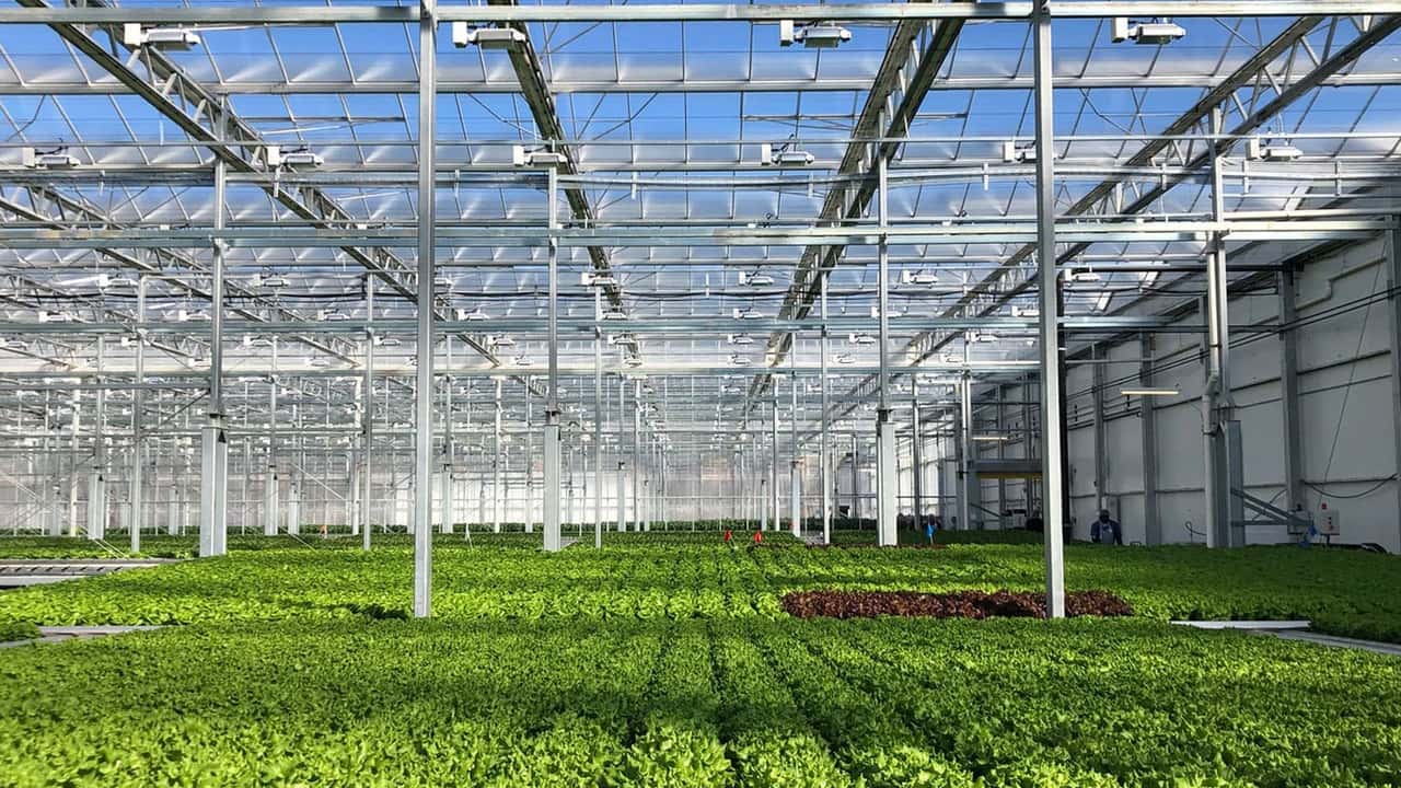 Agevolazioni fiscali per la produzione di vegetali in immobili non rurali: cosa cambia con la riforma fiscale 2024-2025