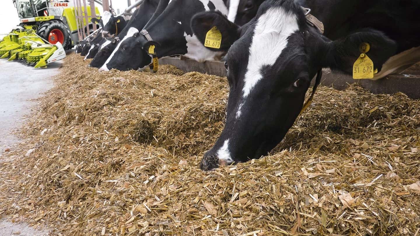 Micotossine nei foraggi non mais per bovine da latte