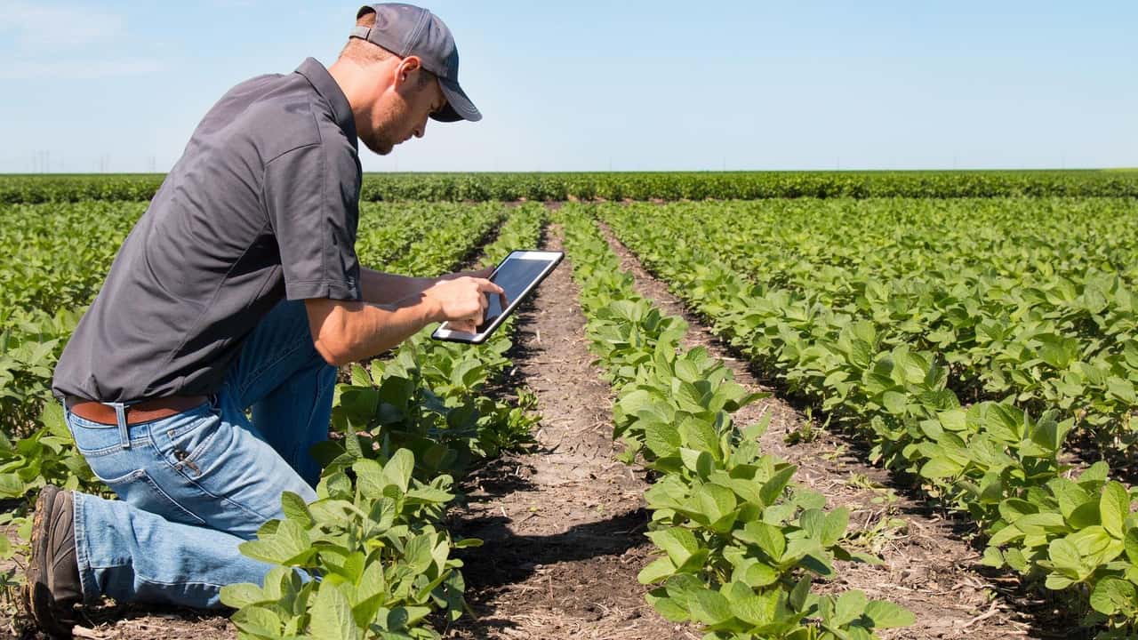 Potassio in soia 2026: strategie K-Mg per resa, noduli e stress