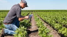 Potassio in soia 2026: strategie K-Mg per resa, noduli e stress