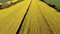 Colza e reddito aziendale: costi, ricavi e rischio nel 2026